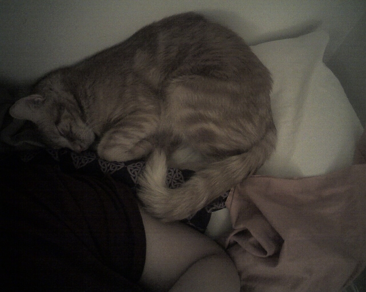comfortable squished kitten.jpg